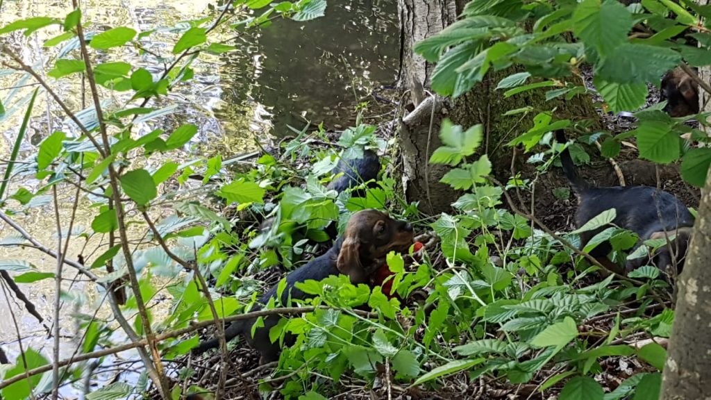 C-Wurf vom Kreuzlinger Forst Rauhaardackel Bayern
