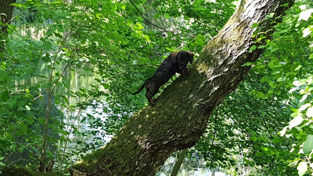 C-Wurf vom Kreuzlinger Forst Rauhaardackel Bayern